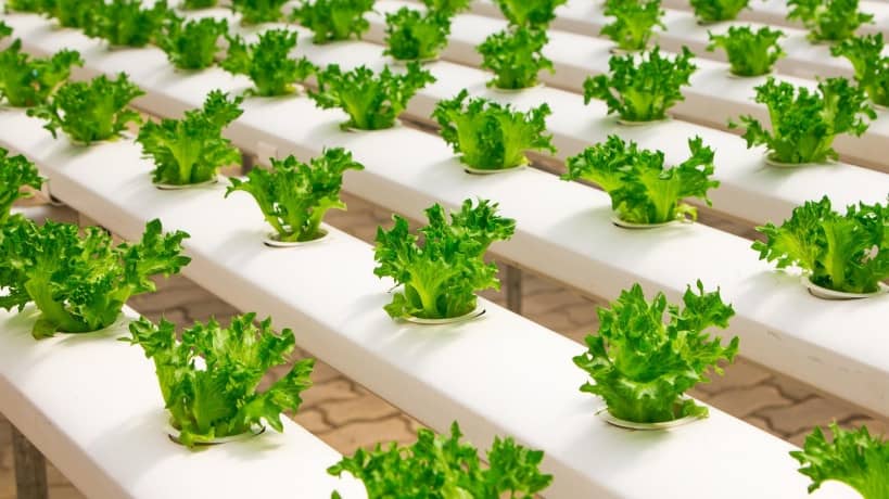 cultivo hidropónico